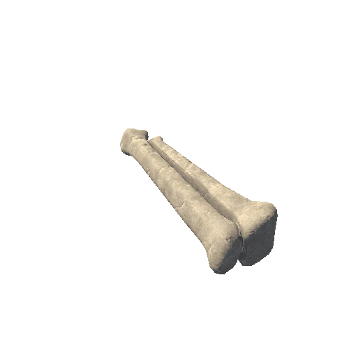 Bone 1B1